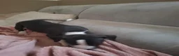 Kruising honden te koop: 5 puppers Red Nose Pitbull/American Bully - Advertentie 23