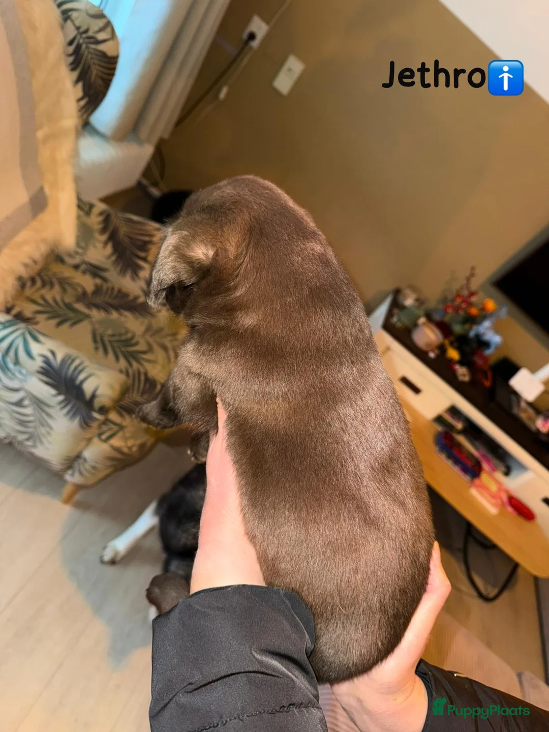 Kruising honden te koop: Lieve friese stabij x Labrador pups te koop - Advertentie 10