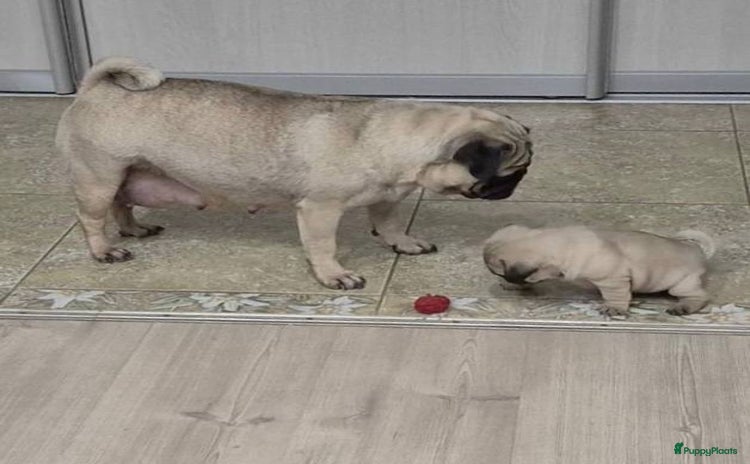 Mopshond honden Mopshond pups - Advertentie 1