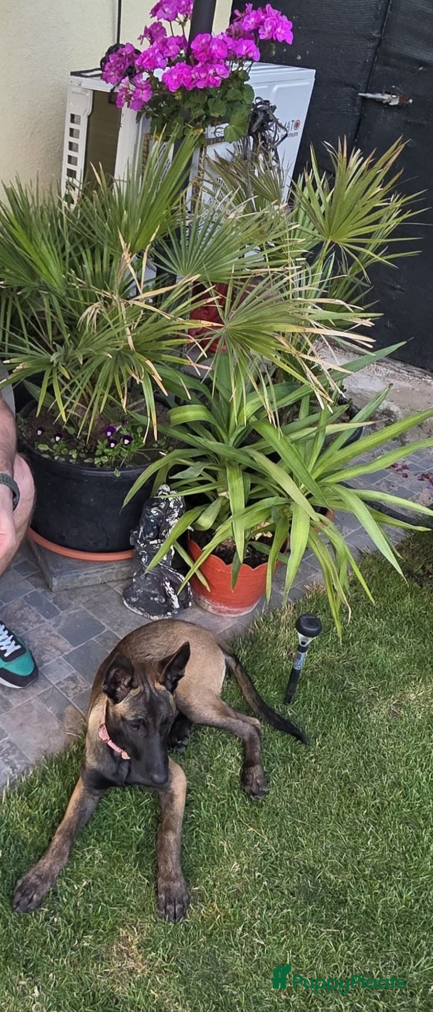 Mechelse Herder honden Kira – Belgian Shepherd (MALINOIS) - Advertentie 1