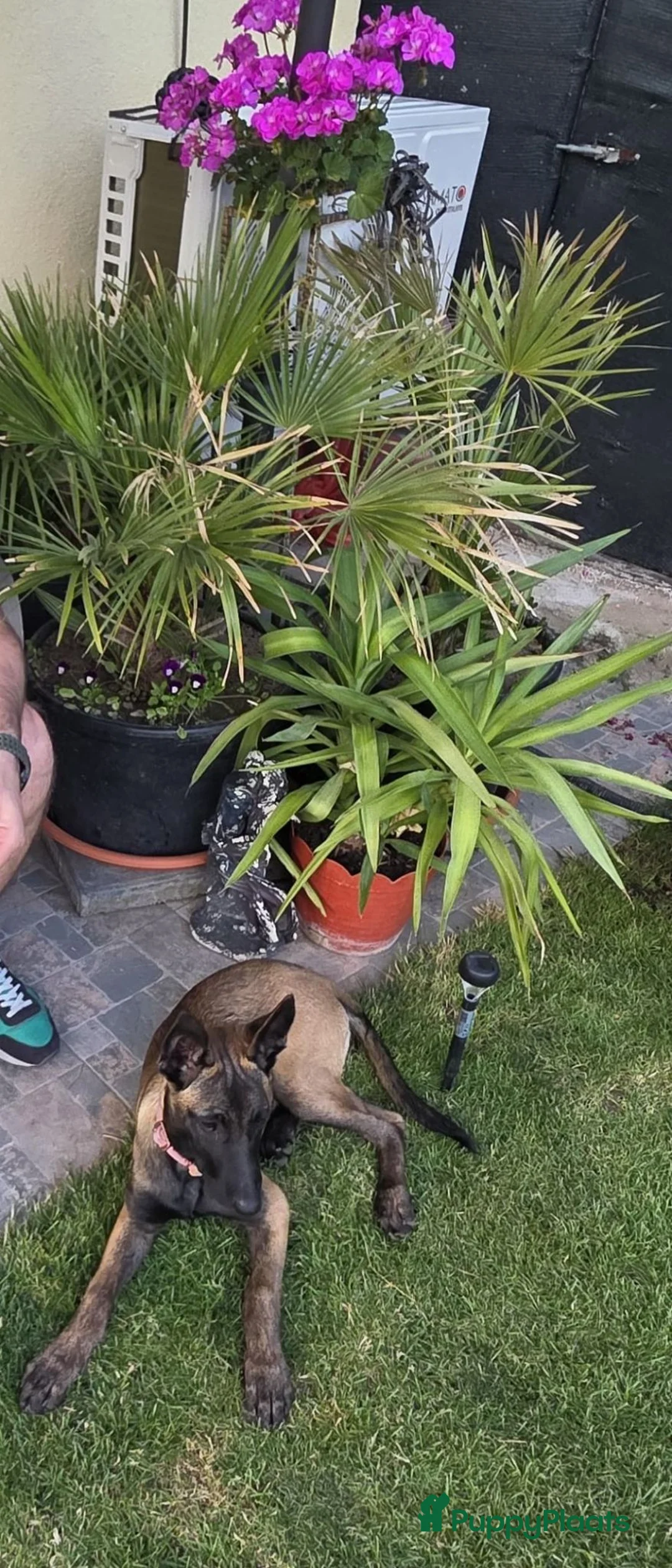 Mechelse Herder honden te koop: Kira – Belgian Shepherd (MALINOIS) - Advertentie 1