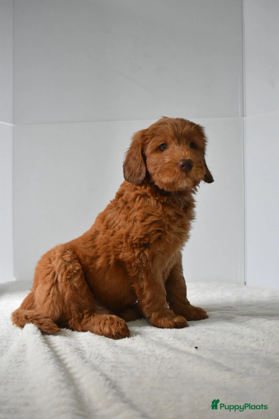 Australian Labradoodle honden te koop: Puppy beschikbaar! Australian Labradoodle - Advertentie 1
