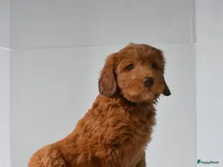 Australian Labradoodle honden te koop: Puppy beschikbaar! Australian Labradoodle - Advertentie 1