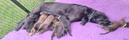 Kruising honden te koop: Unieke leuke kruising boxador x boxer pups - Advertentie 18