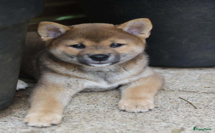 Shiba honden - Advertentie 1