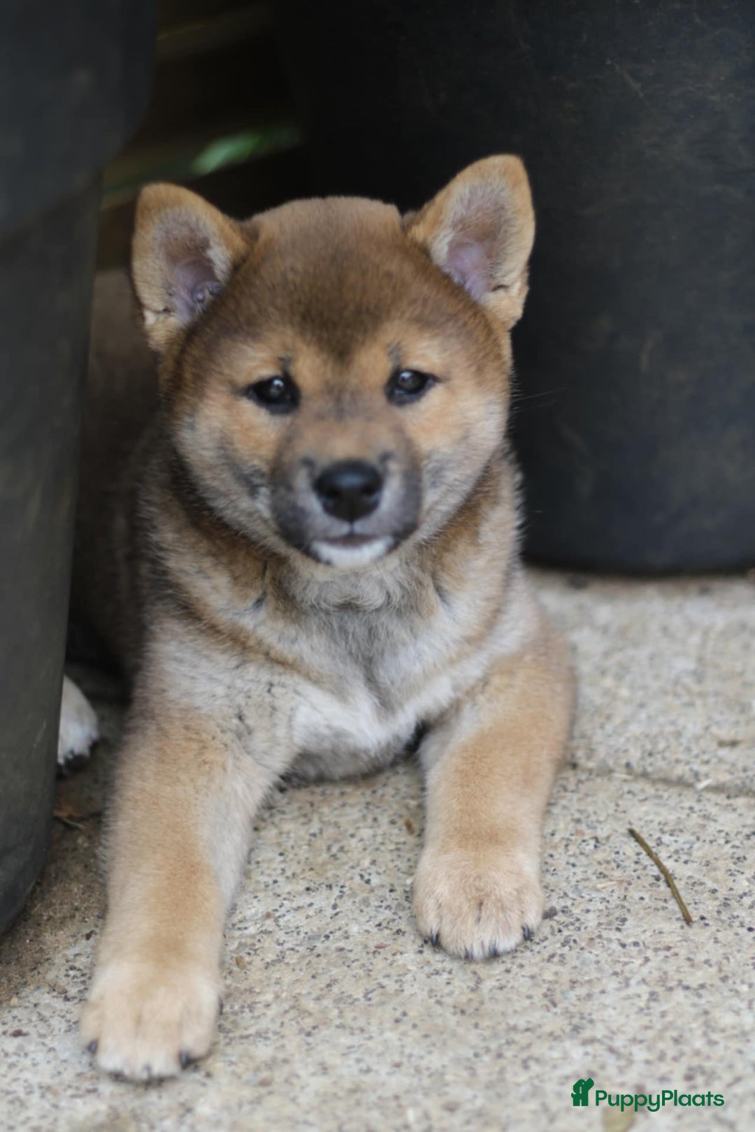 Shiba honden te koop: Shiba teefje met stamboom - Afbeelding 1