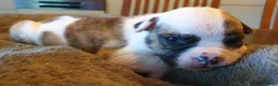 Amerikaanse Bulldog honden te koop: Mooie en gezonde Amerikaanse bulldog pups - Advertentie 6