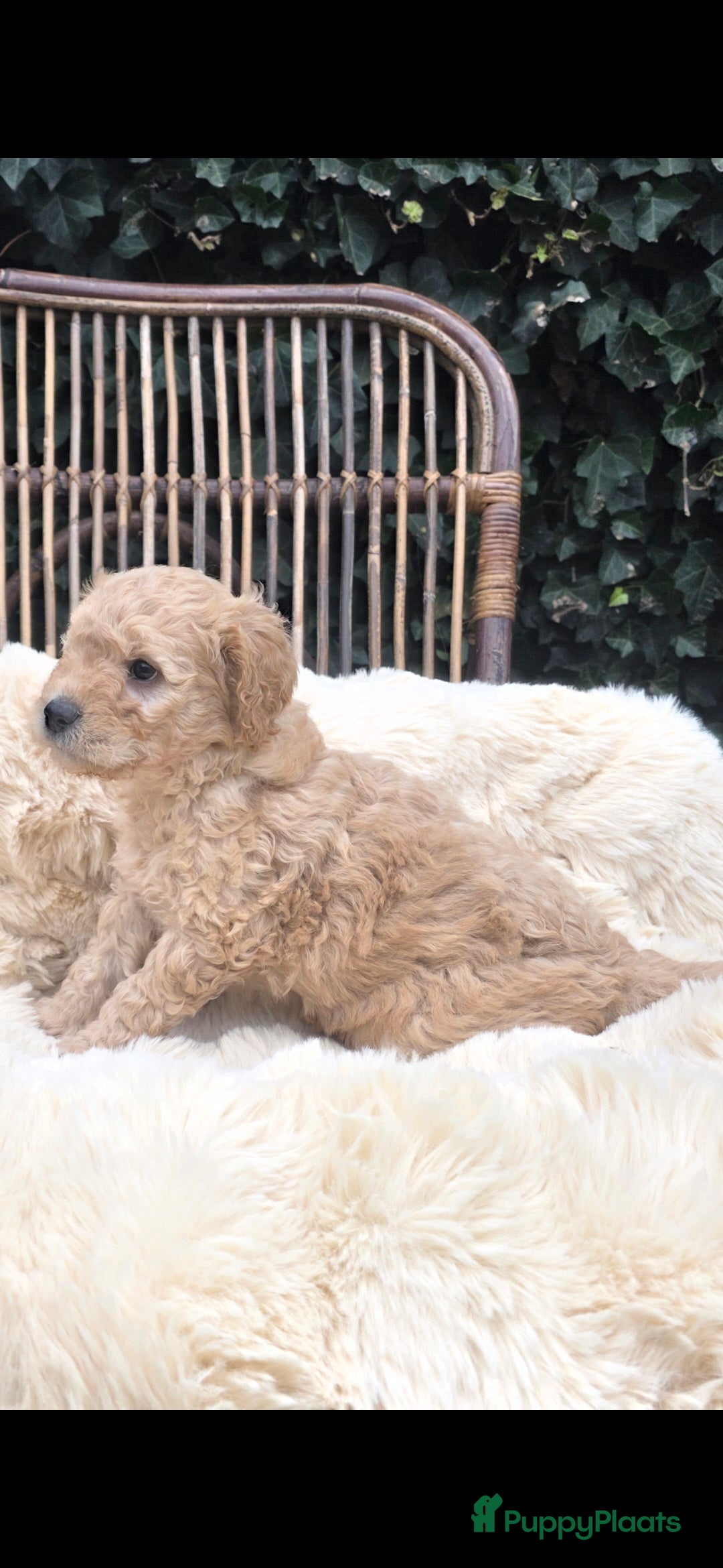 Kruising honden te koop: Goldendoodle reutjes mogen verhuizen - Advertentie 21