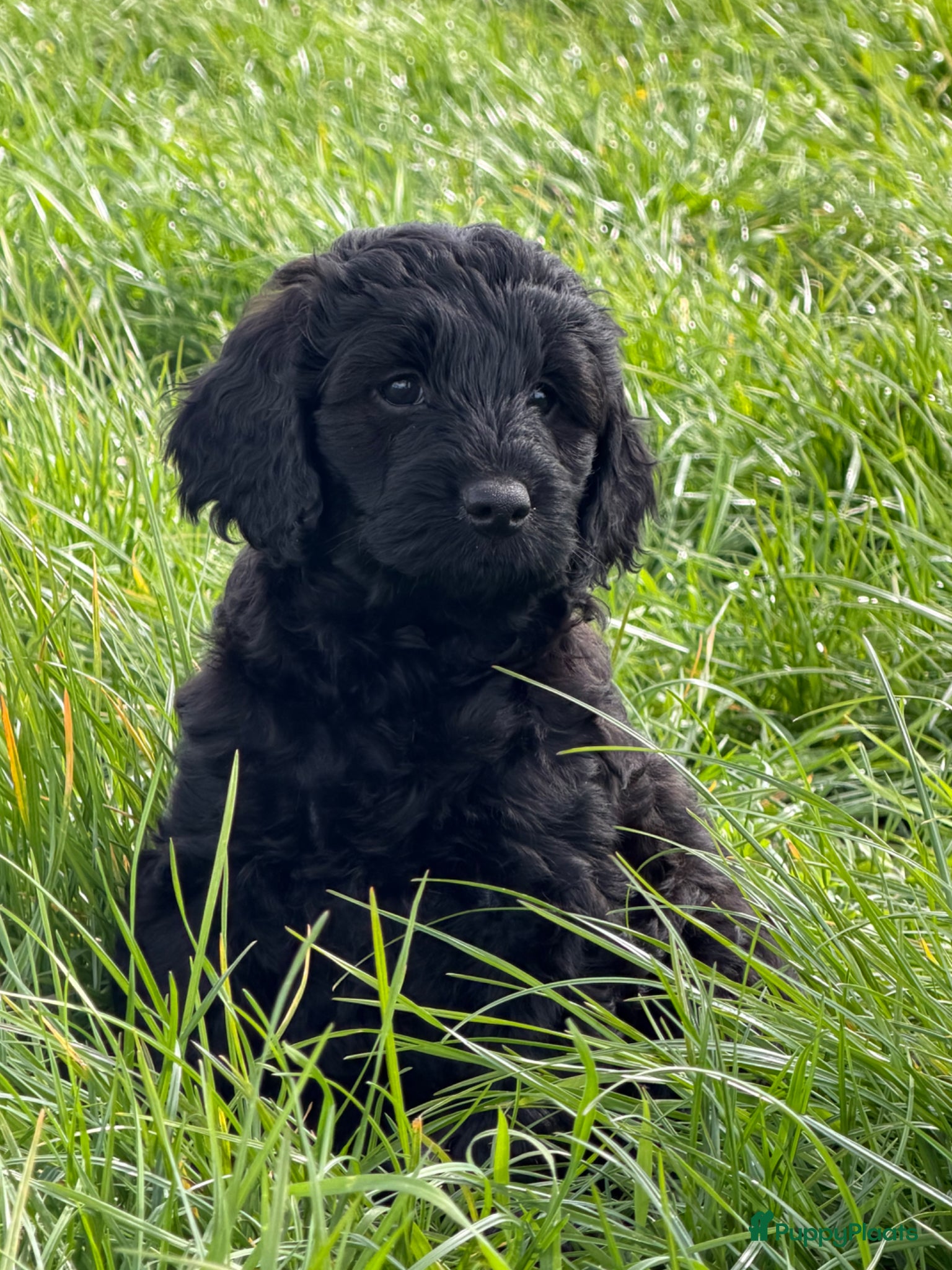 Labradoodle honden Labradoodles medium  - Advertentie 1