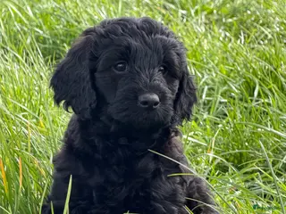 Labradoodle honden te koop: Labradoodles medium - Advertentie 1