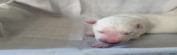 Zwitserse Witte Herdershond honden te koop: 6 prachtige Zwitserse Witte Herder pups te koop  - Advertentie 7