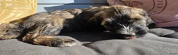 Tibetaanse Terriër honden te koop: Tibetaanse terriër pups, uit geteste ouders - Advertentie 9