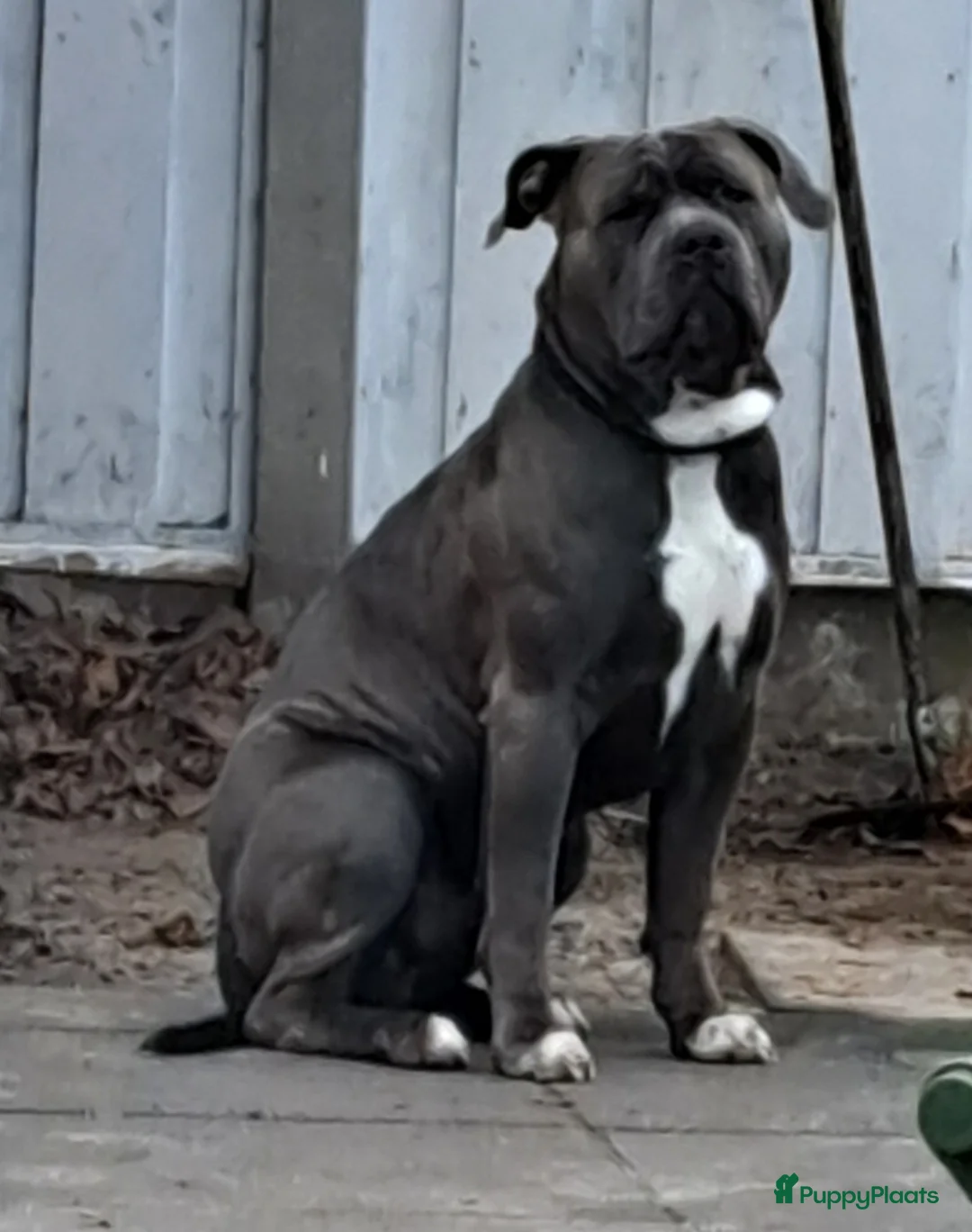 Amerikaanse Bully honden ter adoptie: American Bully XXL bgk bloedlijn - Advertentie 2