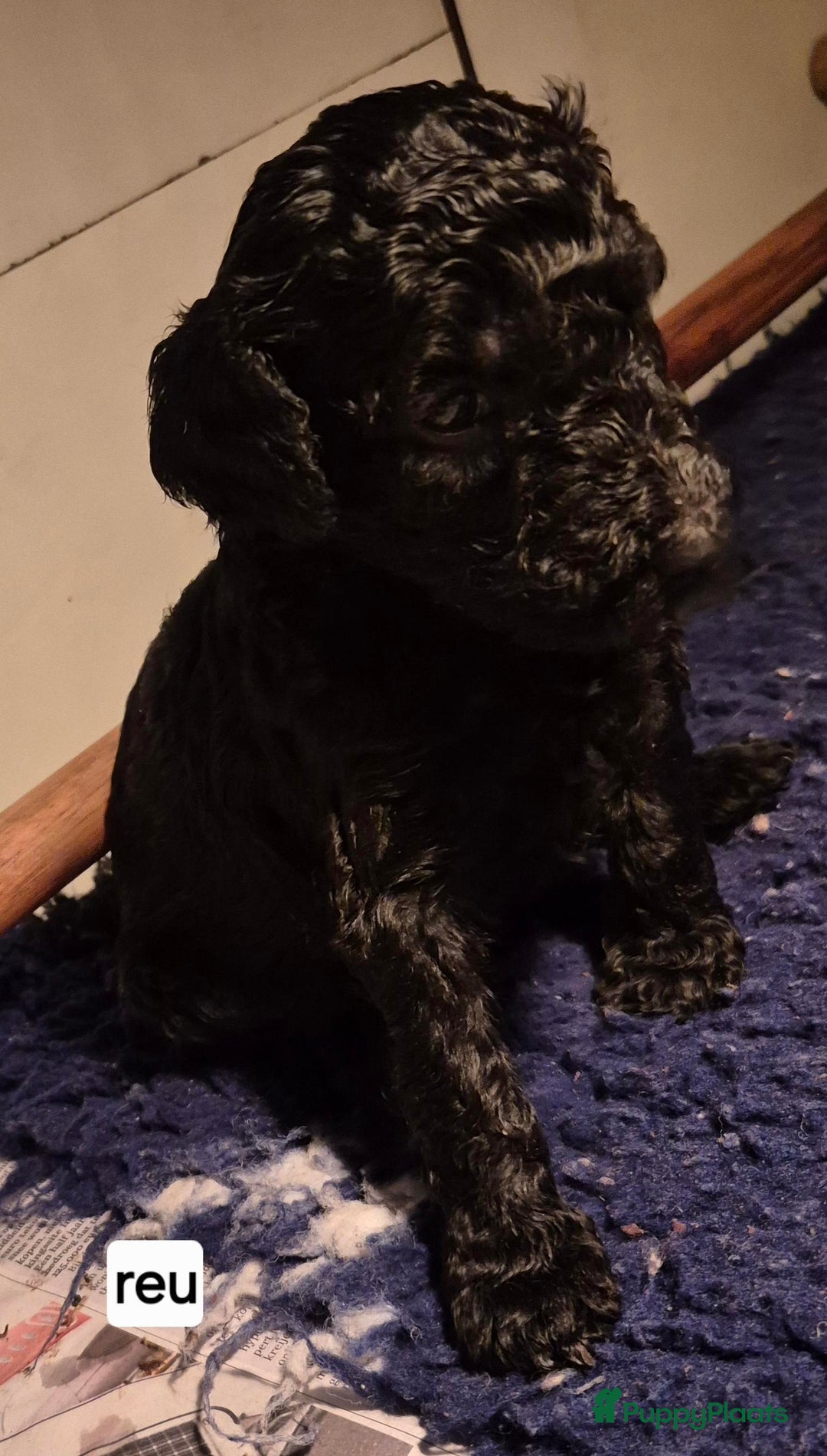 Poedel honden te koop: Schitterende Koningspoedel pups - Advertentie 3