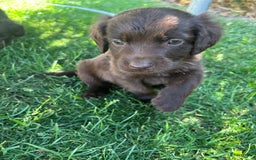 Duitse Staande Hond Langhaar honden te koop: Duitse staande langhaar pups  in Maastricht - Afbeelding 24