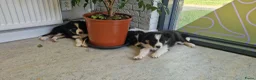 Border Collie honden te koop: Nog 1 Border Collie pup 3 kleur, heel verleidelijk - Advertentie 11