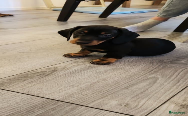 Teckel (korthaar)  honden - Advertentie 14