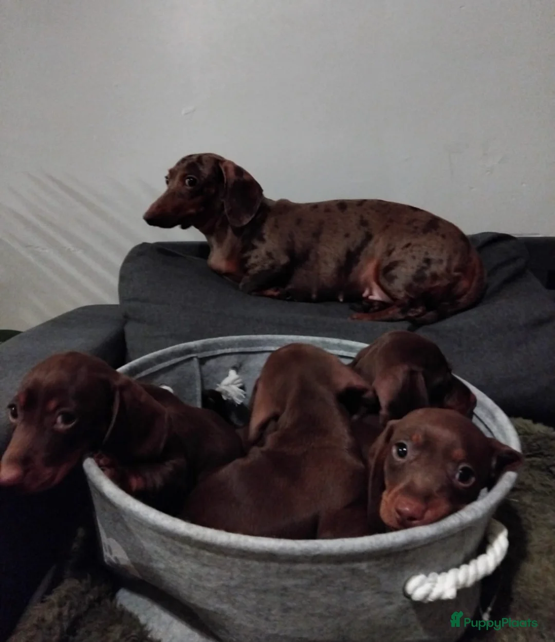 Teckel (korthaar)  honden te koop: Prachtige Teckel pups op zoek naar warme nestje. - Advertentie 4