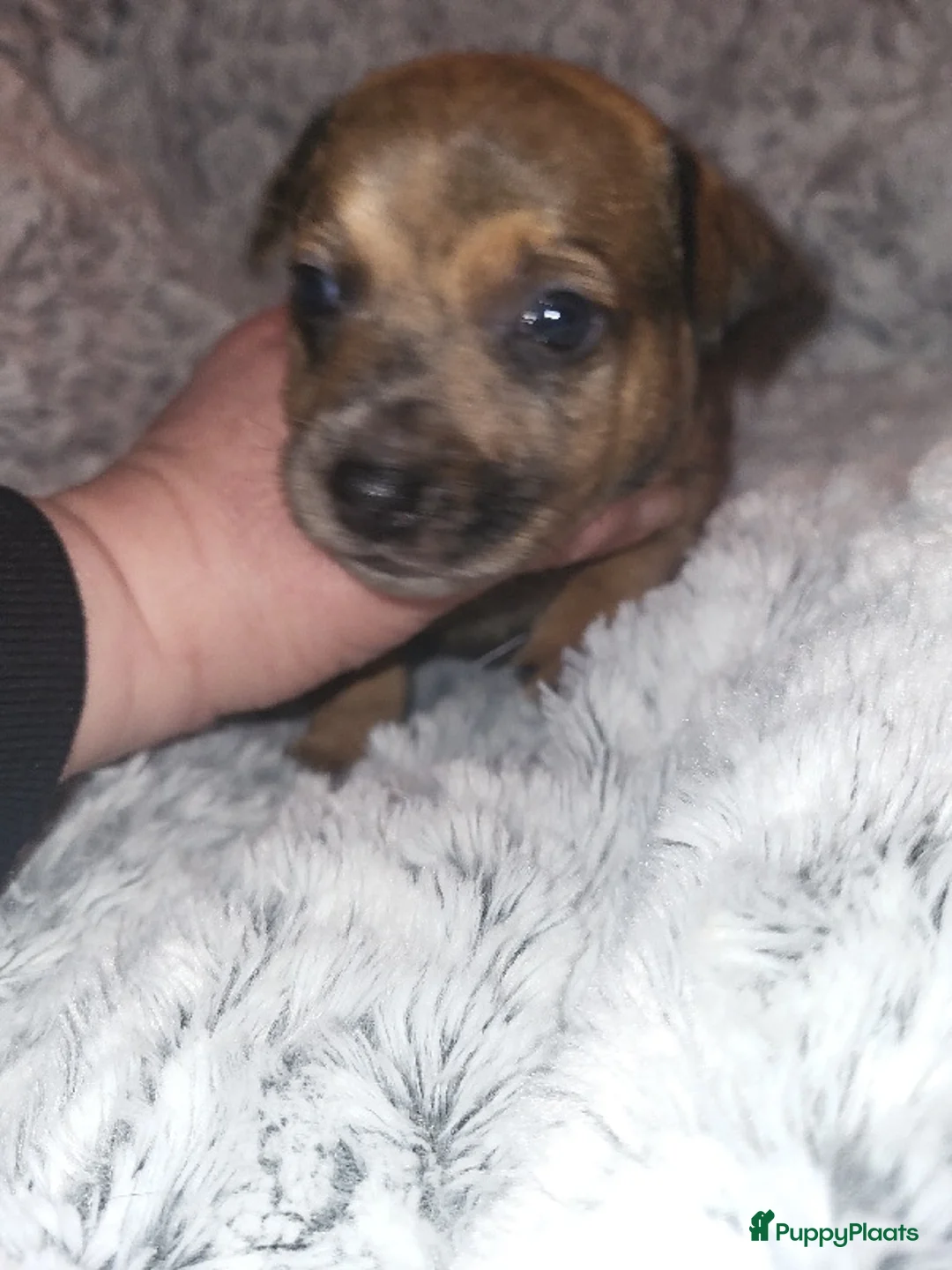 Jack Russel Terriër honden te koop: merle pups - Advertentie 3