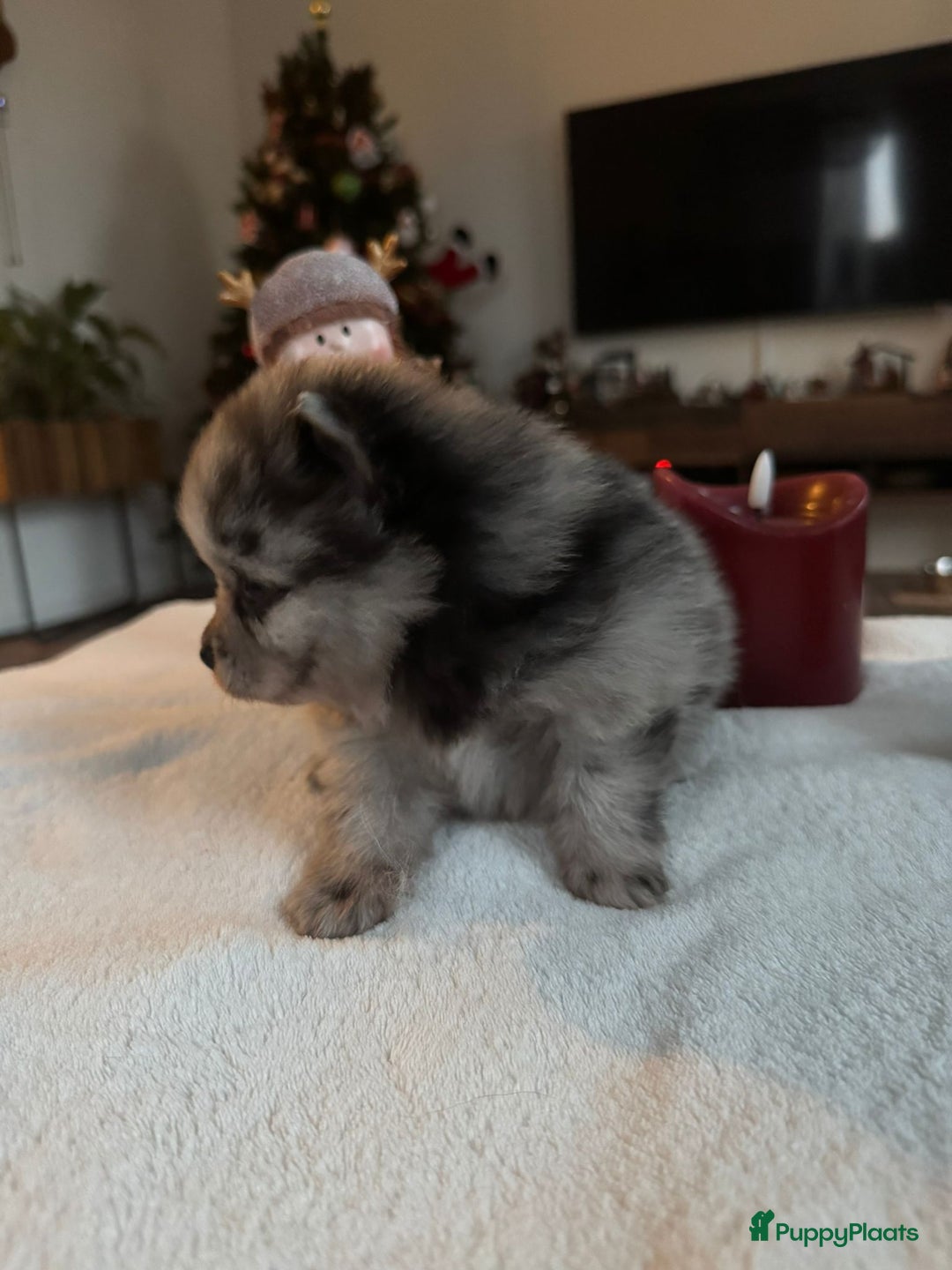 Pomeriaan honden te koop: Prachtige Pomeriaan pups  - Advertentie 9