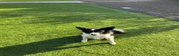 Border Collie honden te koop: Border Collie pups met FCI stamboom - Advertentie 8