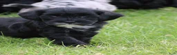 Kruising honden te koop: Boompoo pups - Advertentie 5