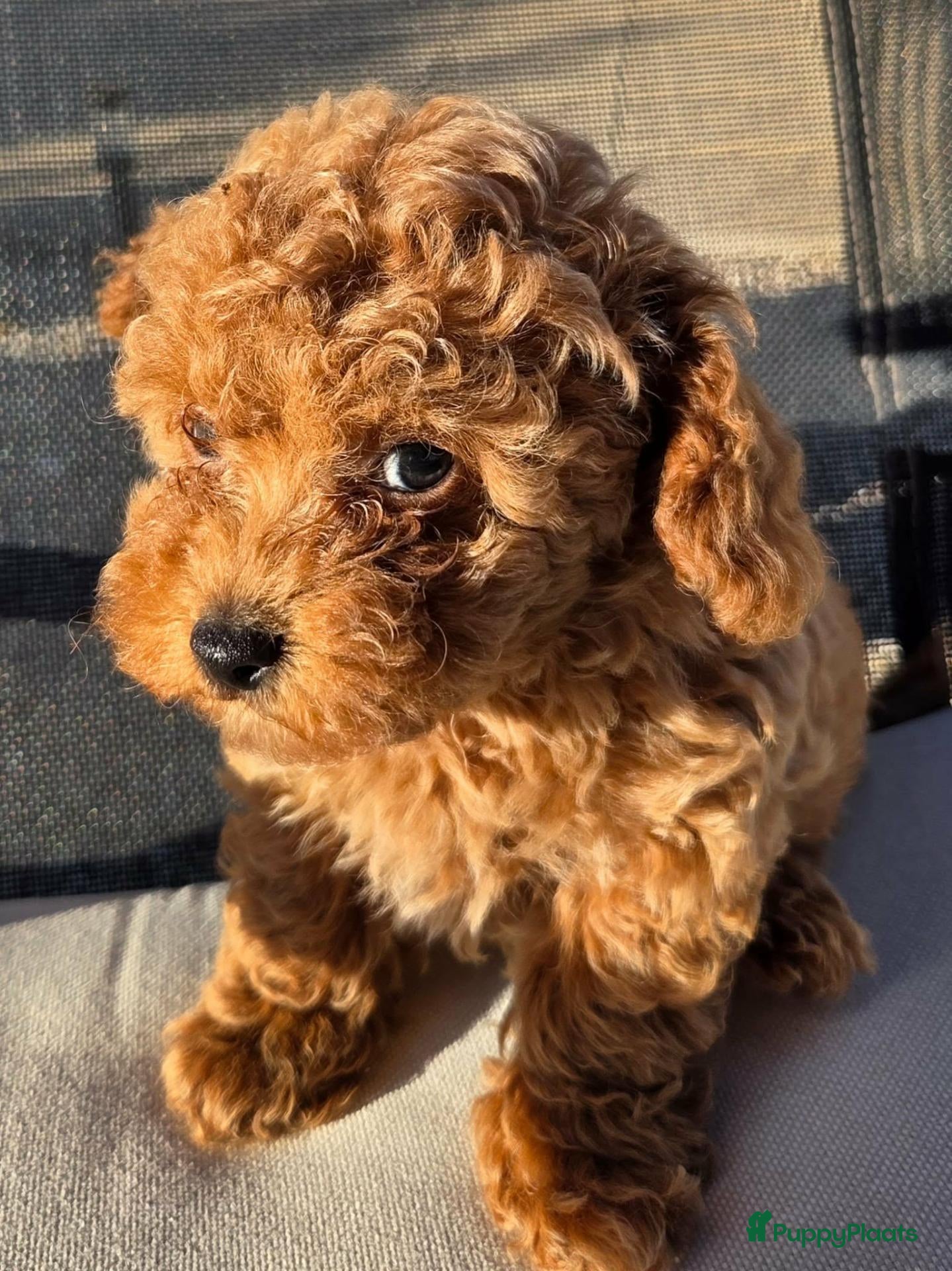 Poedel Toy honden Toypoedel pup - Advertentie 2