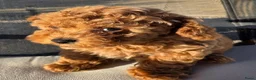Poedel Toy honden te koop: Toypoedel pup - Advertentie 2
