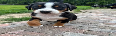 Appenzeller Sennenhond Puppy 9
