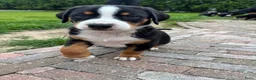 Appenzeller Sennenhond honden te koop: Appenzeller pups - Advertentie 6
