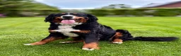 Berner Sennenhond honden te koop: Prachtige Berner Sennenpups met stamboom - Advertentie 6