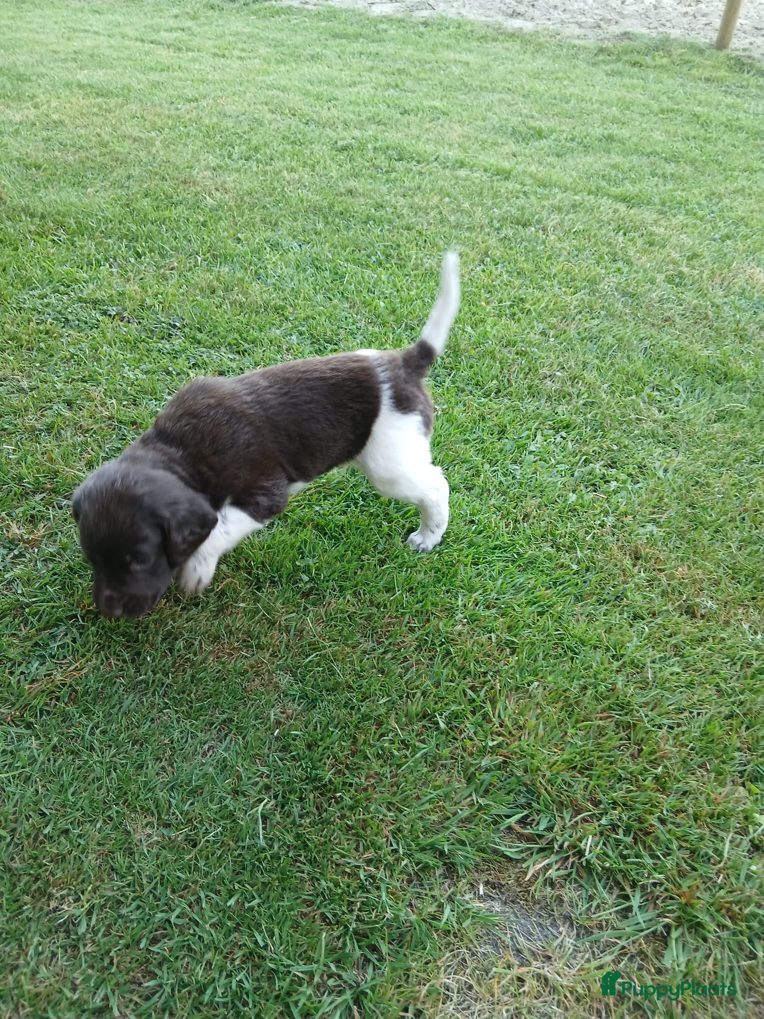 Heidewachtel honden te koop: Heidewachtel pups, nog 1 reutje beschikbaar - Advertentie 5