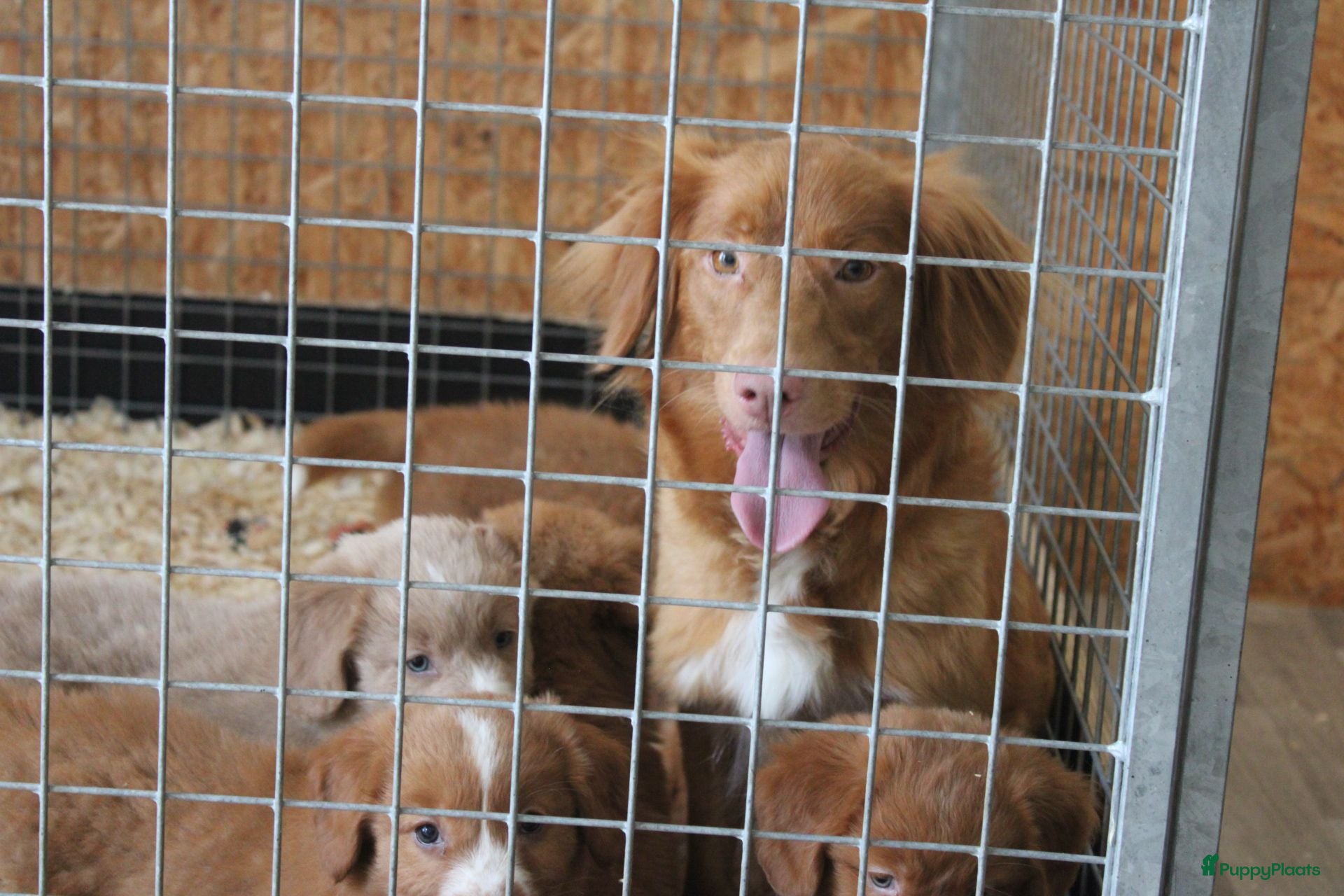 Nova Scotia Duck Tolling Retriever honden Mooie nova scotia duck tolling retriever pups  - Advertentie 1