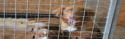 Nova Scotia Duck Tolling Retriever honden te koop: Mooie nova scotia duck tolling retriever pups  - Advertentie 1