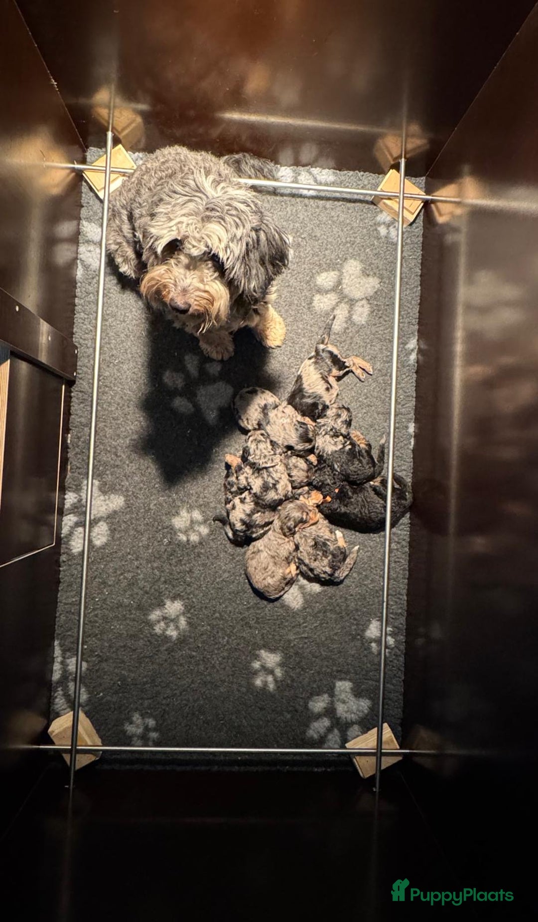 Labradoodle honden te koop: Knuffelhondjes - Afbeelding 15