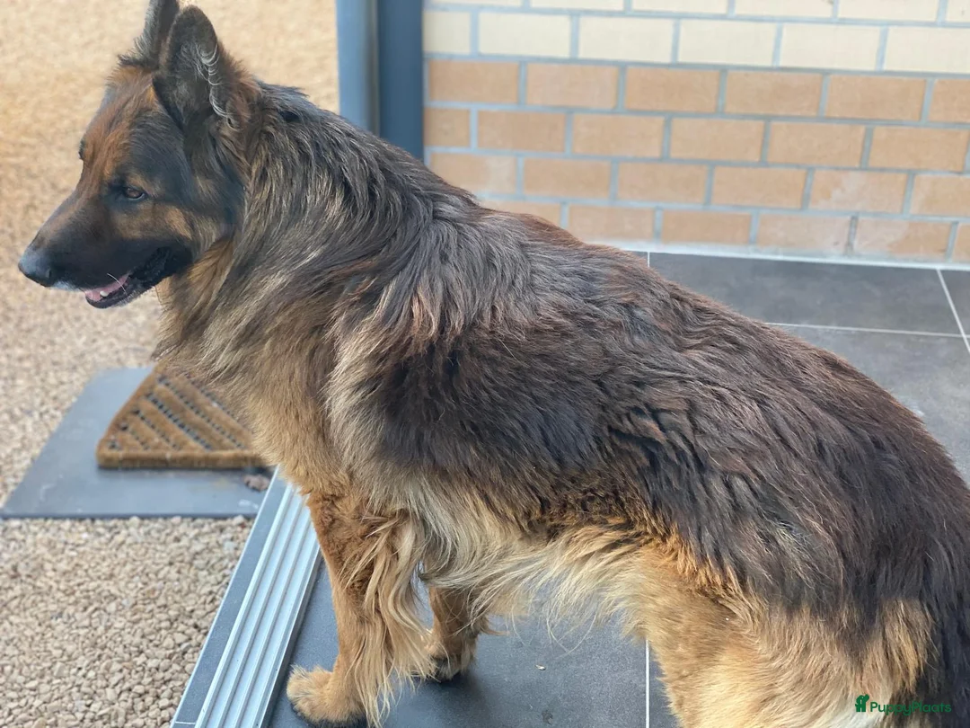 Duitse Herder honden te koop: Herder pup 16 weken (21-9-2025) - Advertentie 15