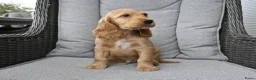 Engelse Cocker Spaniel honden te koop: Engelse Cocker Spaniel pups - Advertentie 10