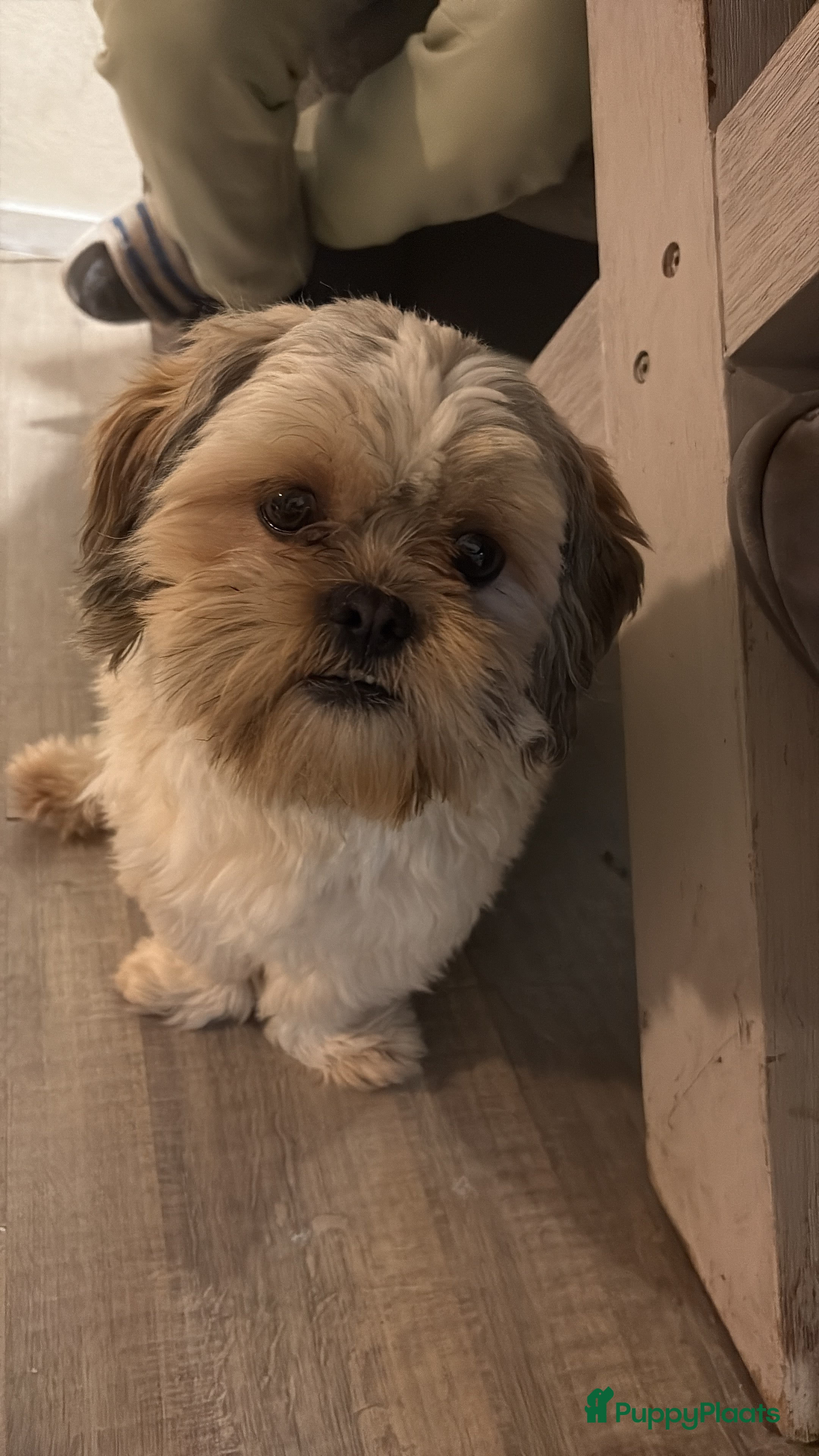 Kruising honden Boomer Ter dekking mooie reu - Advertentie 1