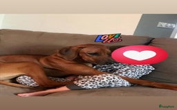 Rhodesian Ridgeback honden te koop: Rhodesian Ridgeback pups - Afbeelding 18