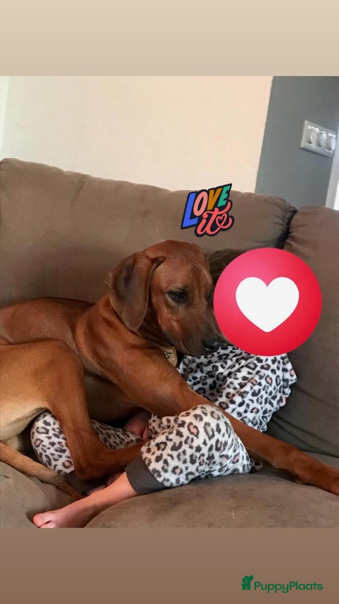 Rhodesian Ridgeback honden te koop: Rhodesian Ridgeback pups - Afbeelding 18