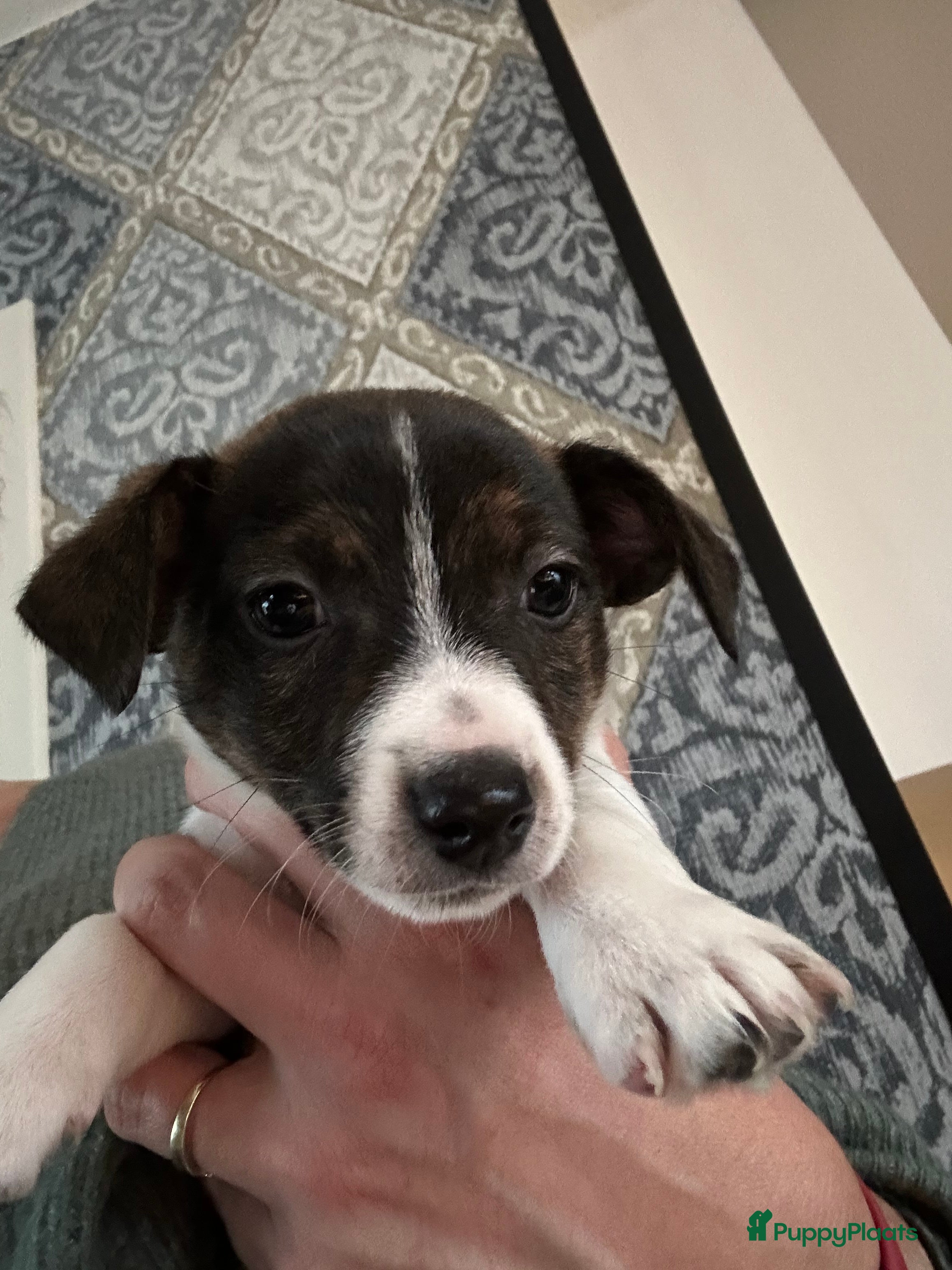 Jack Russel Terriër honden Nog 2 mooie Jack Russell reutjes - Advertentie 2