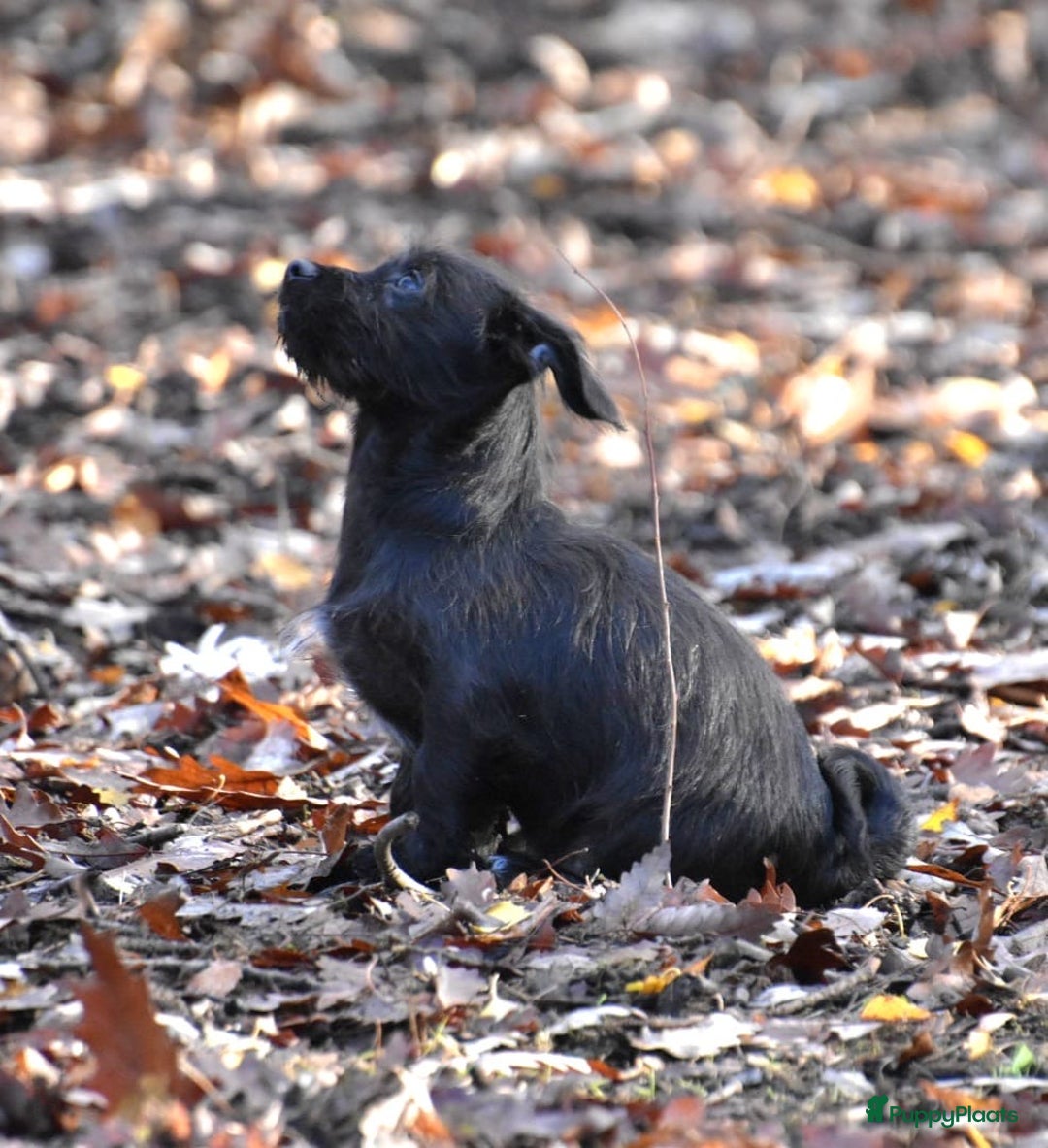 Boomer honden te koop: Super leuke zeer vrije Boomer pups - Advertentie 1
