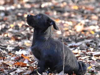 Boomer honden Super leuke zeer vrije Boomer pups - Advertentie 2