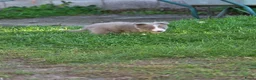 Border Collie honden te koop: Prachtige Lilac en Blue border collie pups - Advertentie 35