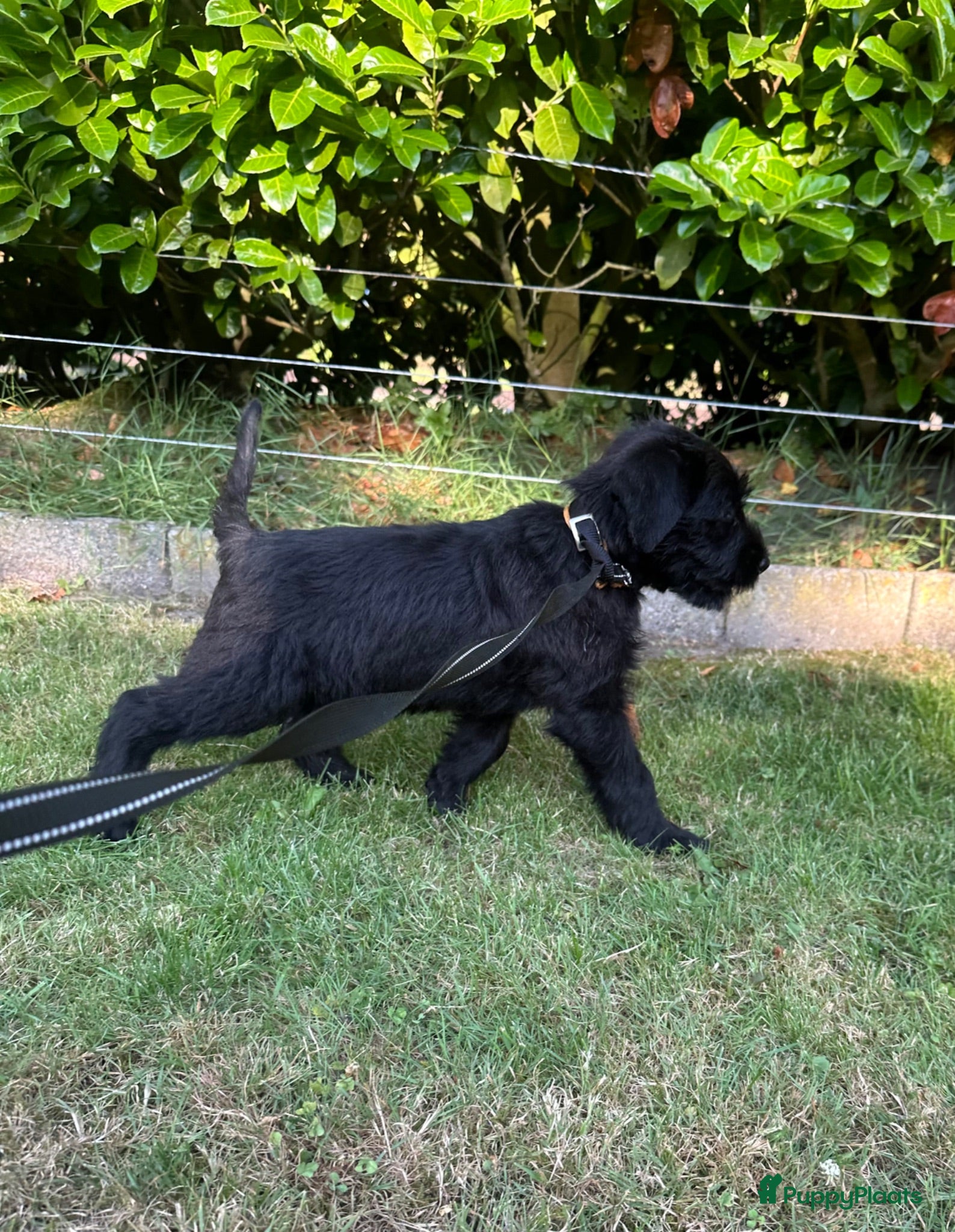 Riesenschnauzer honden Giant Schnauzer puppy met stamboom - Advertentie 1