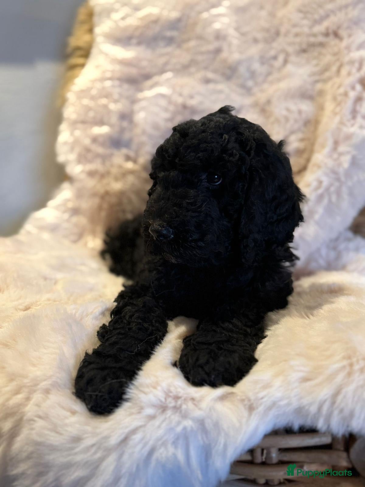 Kruising honden Middenslag golden doodles van dierenarts te koop - Advertentie 2