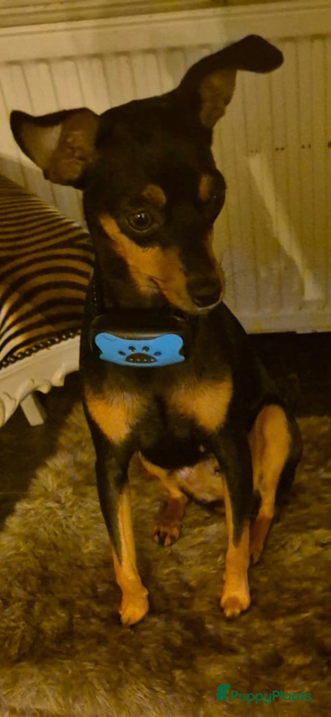 Kruising honden Lieve mooie puppy's in Panningen - Advertentie 1