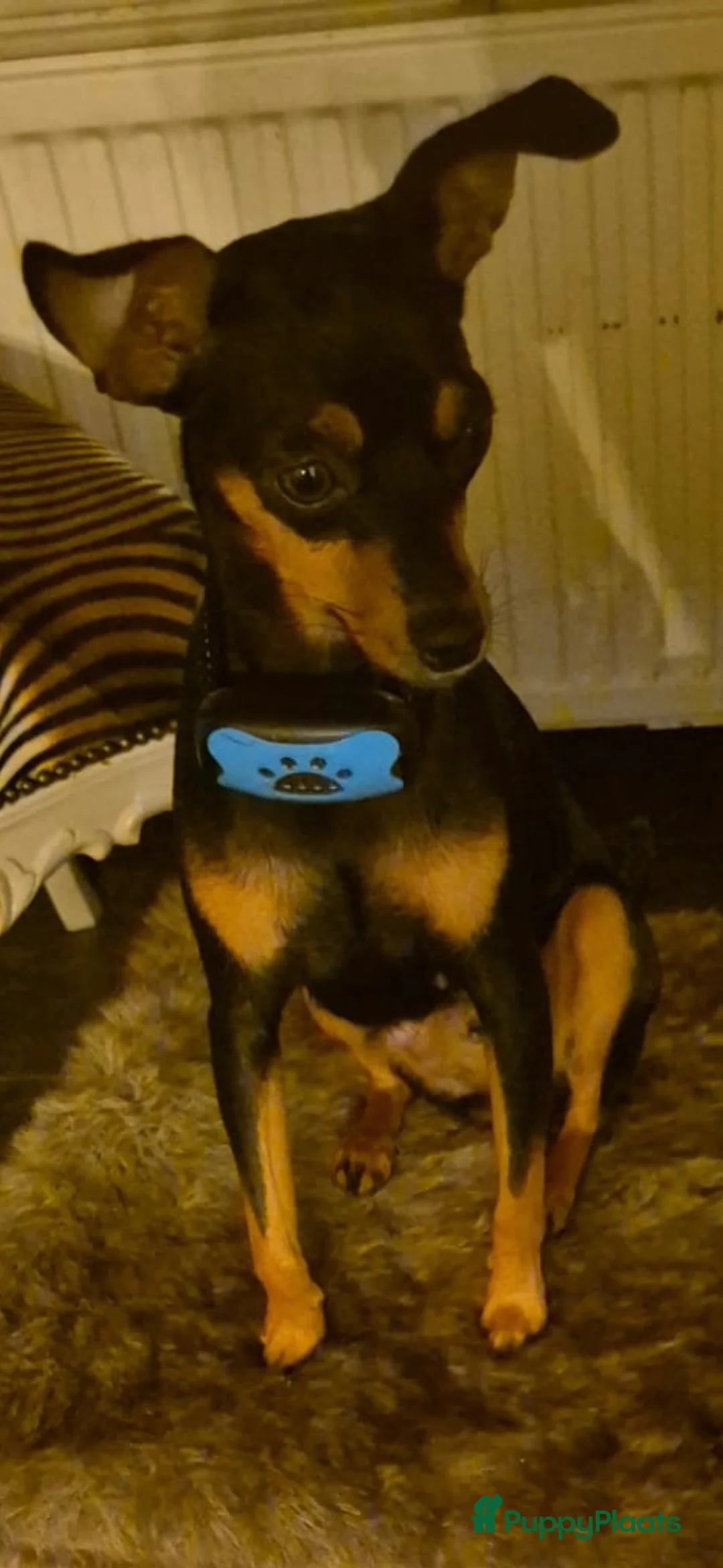 Kruising honden te koop: Lieve mooie puppy's in Panningen - Advertentie 1