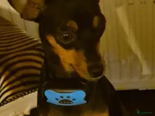 Kruising honden Lieve mooie puppy's in Panningen - Advertentie 1