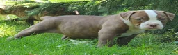 Amerikaanse Bulldog honden te koop: Mooie Amerikaanse Bulldog pups  - Advertentie 31